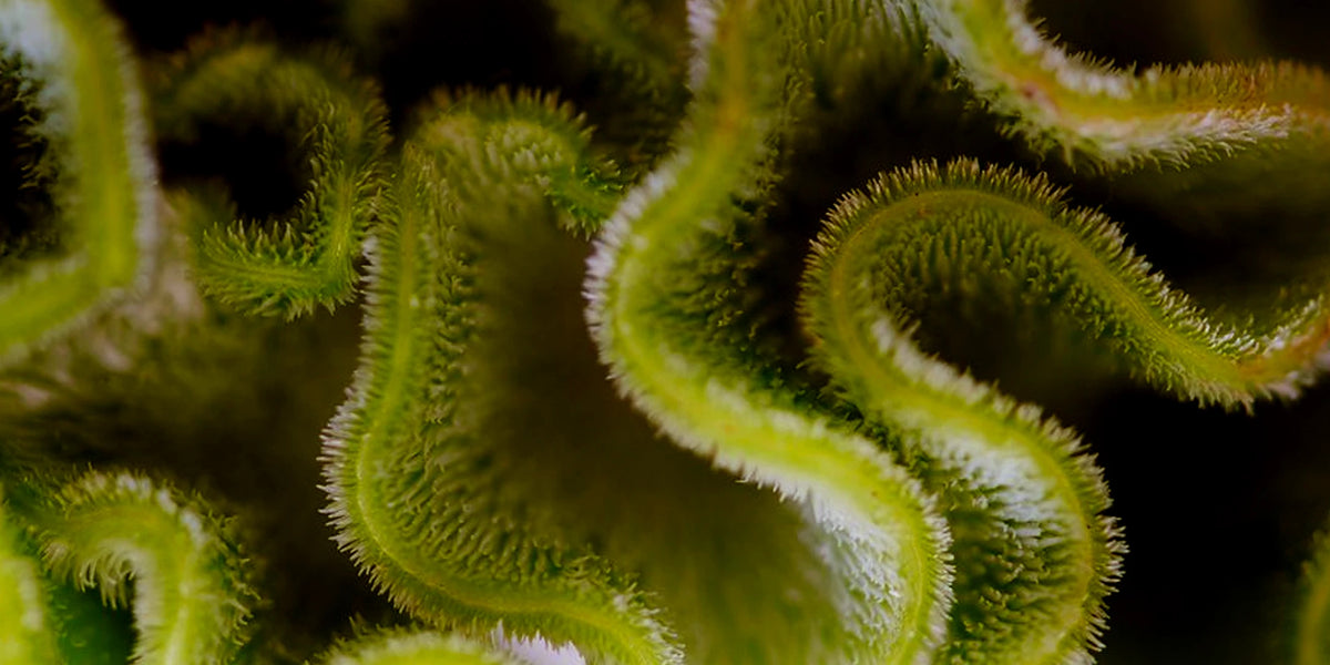 Macro texture of a plant extract